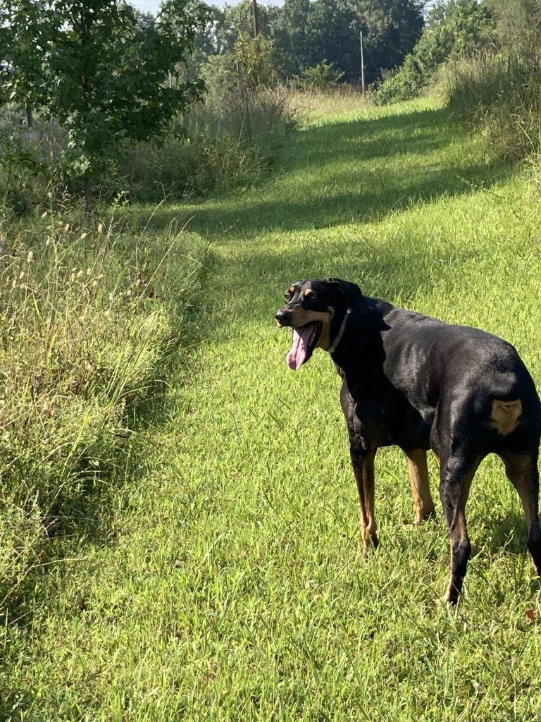 Dog on grass field.