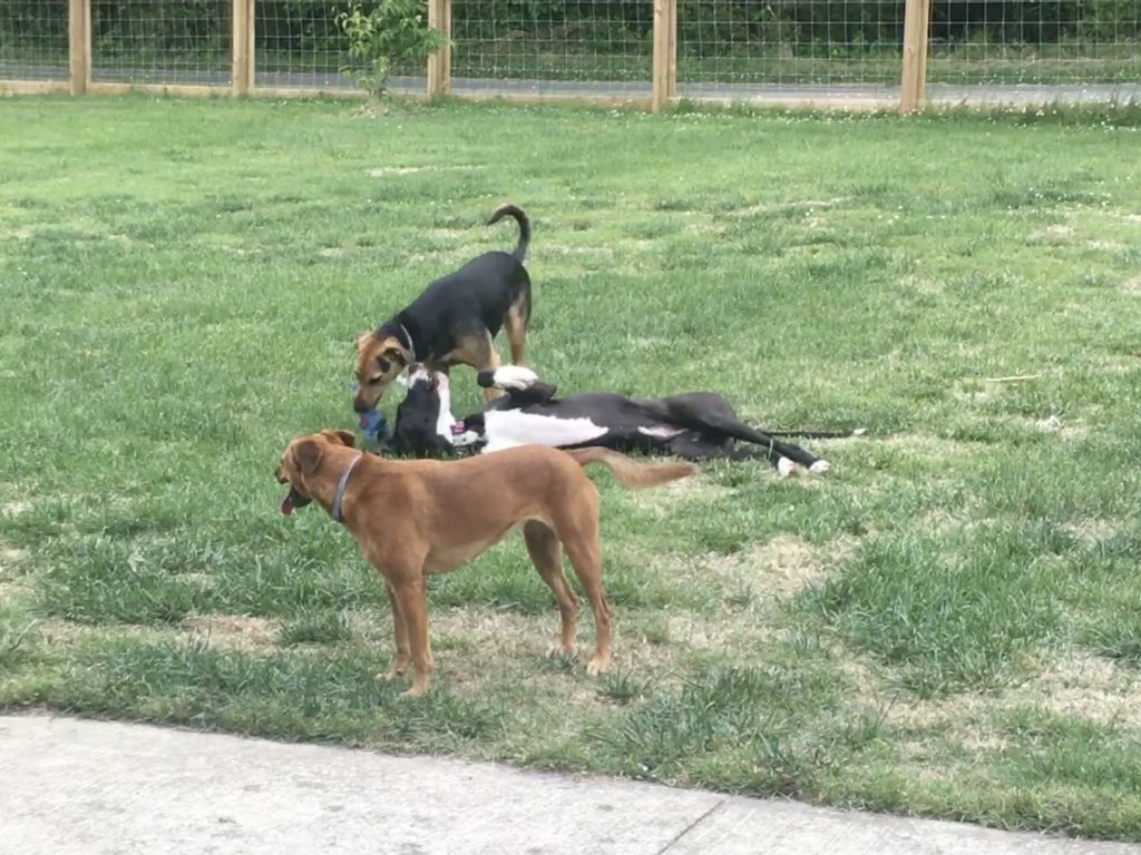 Three dogs on grass field.