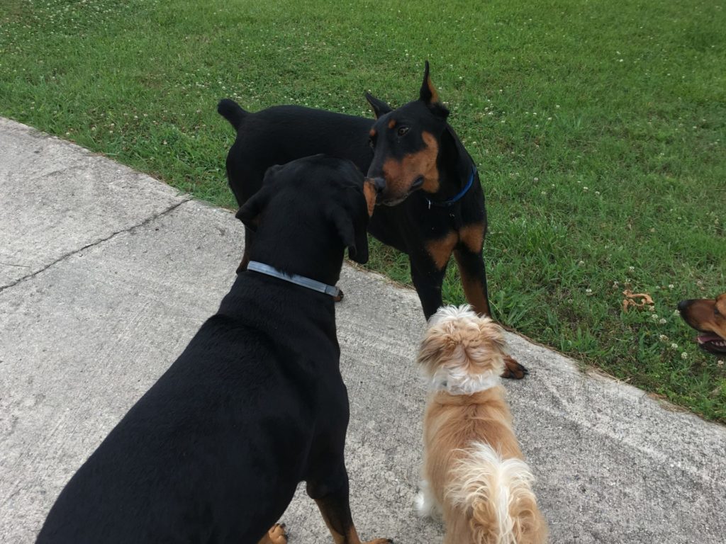 Three dogs at a sidewalk.