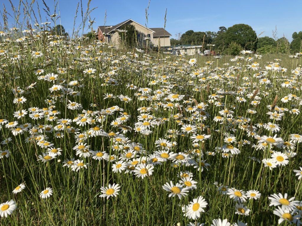 Closeup of white daisies.