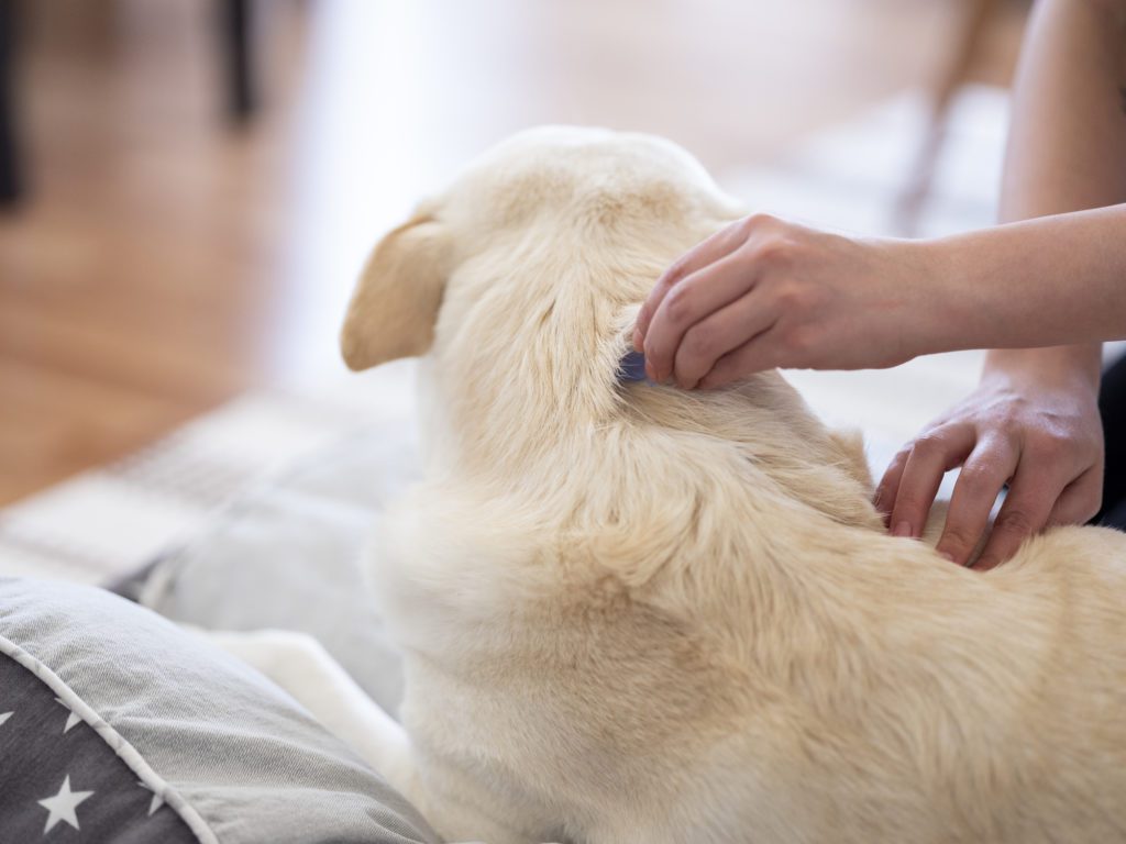 Person checking dog for fleas.